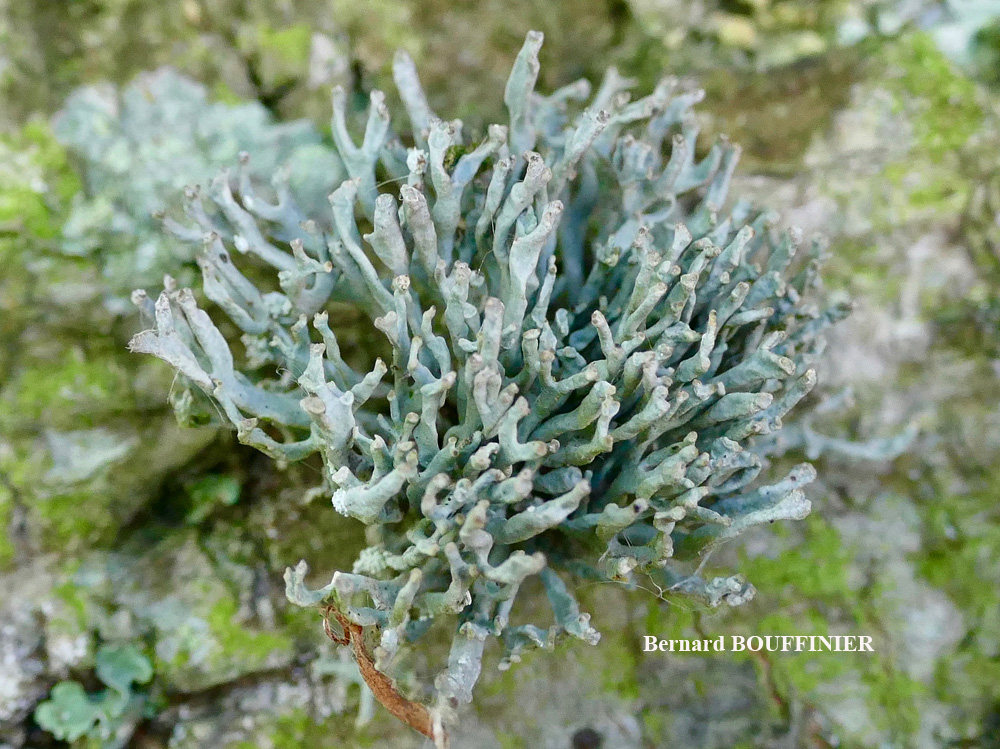 Roccella phycopsis forme corticole.